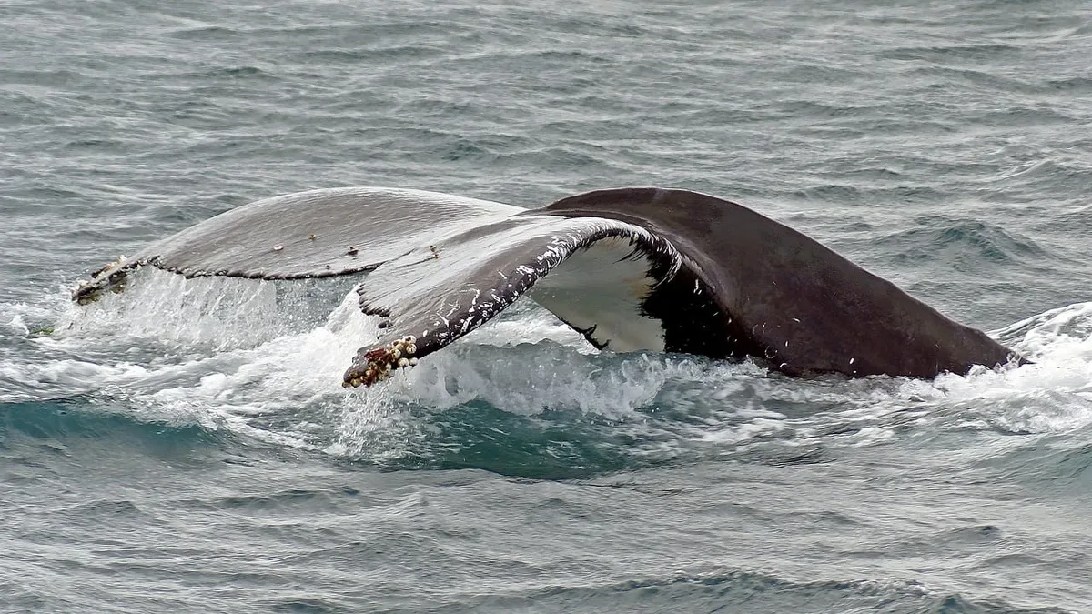 Scientists have documented the first detailed case of a humpback whale mother caring for her deceased newborn calf off...