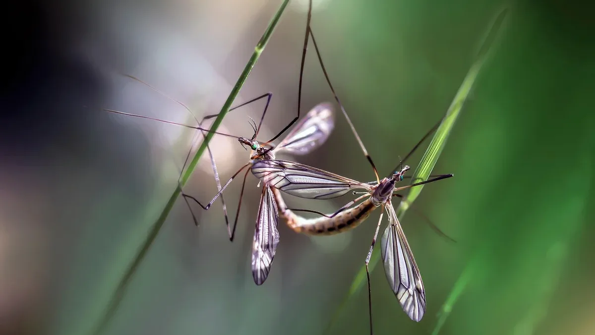The tropical disease-carrying Aedes aegypti mosquito has been found breeding in UK homes for the first time