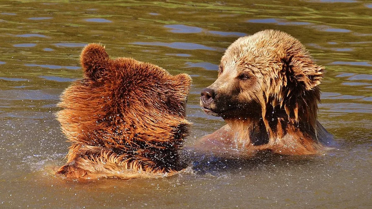 Species: Japan killed over 14,000 bears in ten months following a record year of fatal attacks