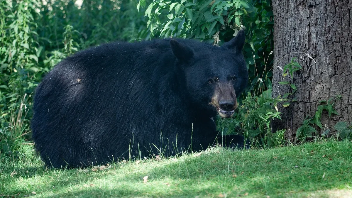 As human communities expand into bear habitat on the outskirts of Los Angeles, residents are learning to coexist with the...