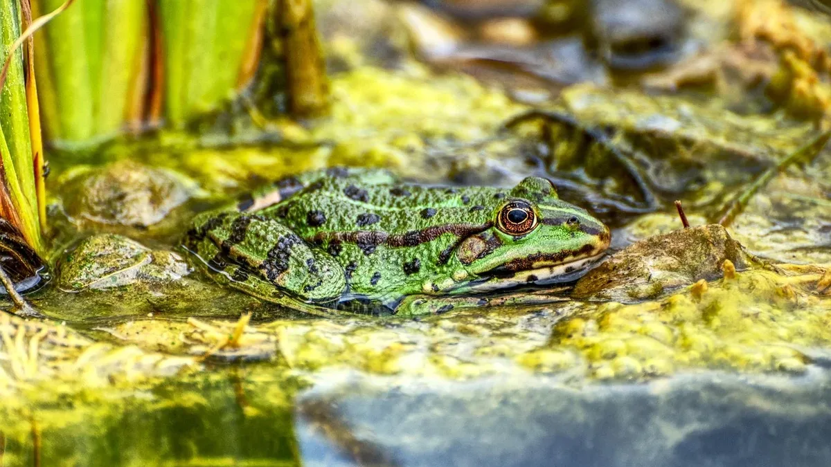 Scientists have discovered seven new species of Madagascar's elusive diamond frogs, using DNA from modern and century-old...