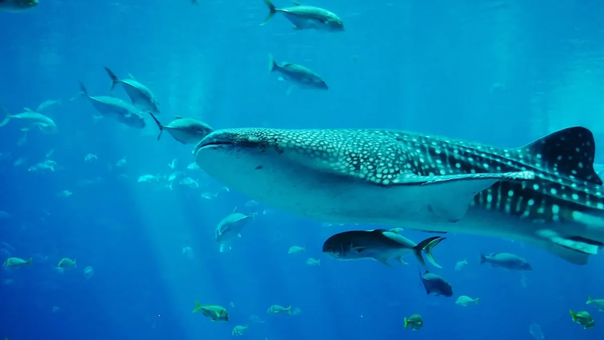 Record marine heatwaves are causing sunfish, octopuses, and warm-water fish to appear more frequently around Britain...