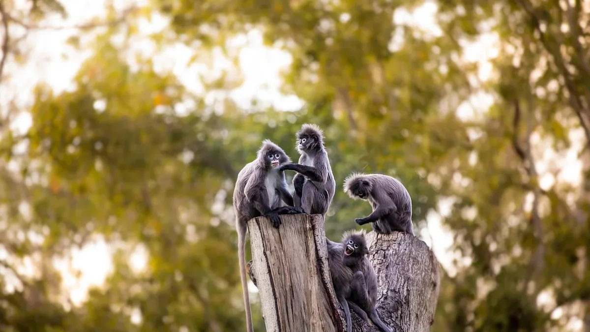 Wild sooty mangabey monkeys in West Africa climb trees with flexible feet, challenging ideas that human-chimp ancestors...