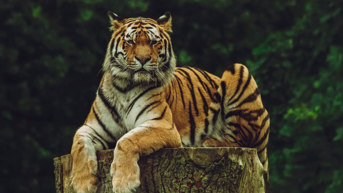 A new loan from Rewilding Europe Capital will help a Romanian guesthouse expand its capacity, supporting the growth of...