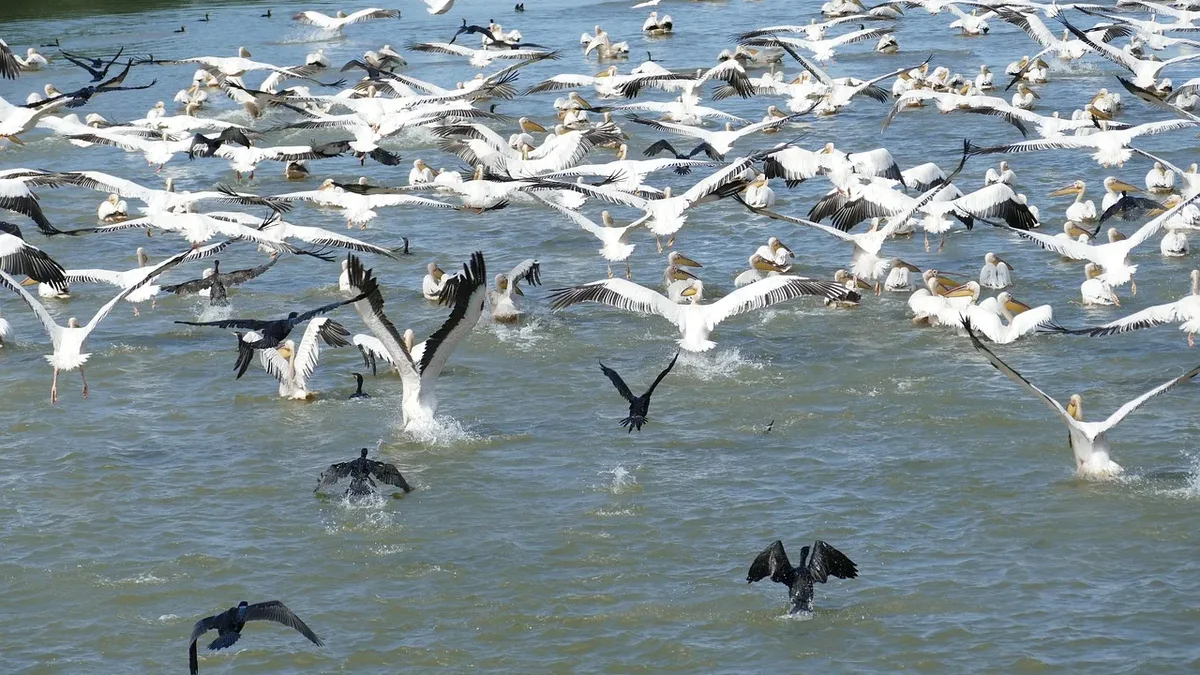 A new BirdLife International report reveals 45% of migratory bird species are declining, with one in nine threatened by...