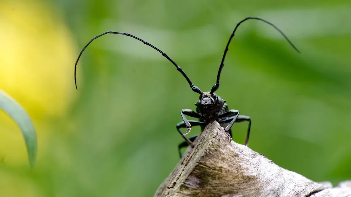 A novel survey method using female-baited traps to capture male stag beetles has mapped fine-scale habitat conditions in...