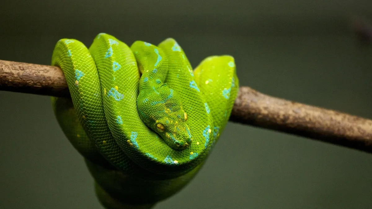 A newly discovered nonvenomous snake from New Guinea has been named Lielaphis slashi after Guns N' Roses guitarist Slash...