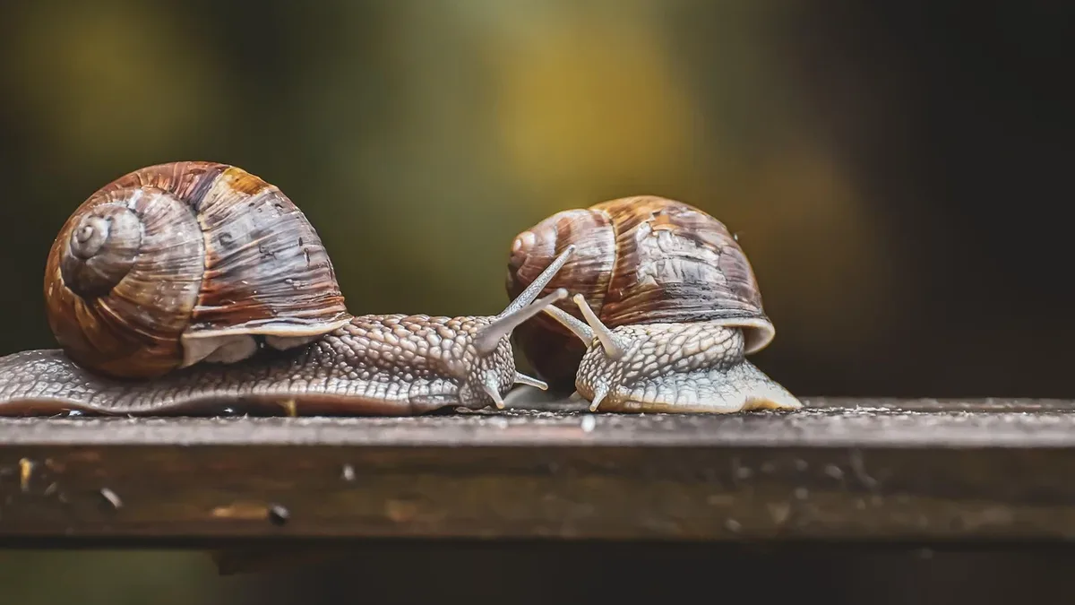 Two new snail species discovered in Montenegro's Komarnica Canyon are threatened by a proposed hydropower dam, scientists...