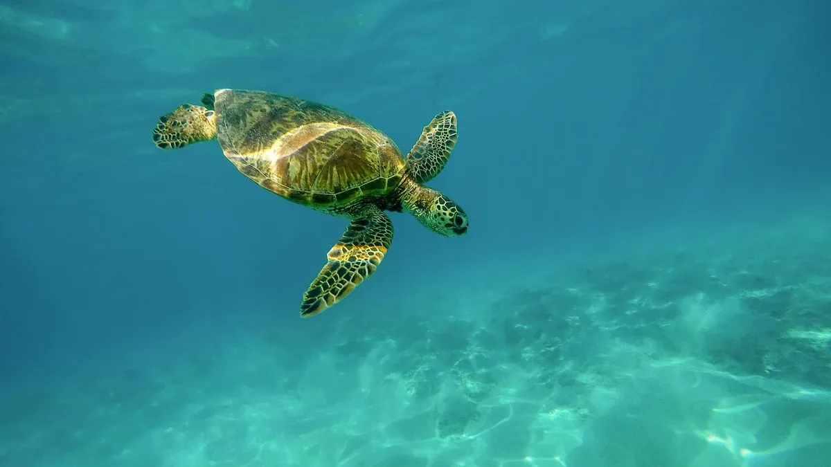 A new film, 'North Sea, Nature Untamed,' shows the vibrant marine life of the North Sea, captured over 20 years by Dutch...