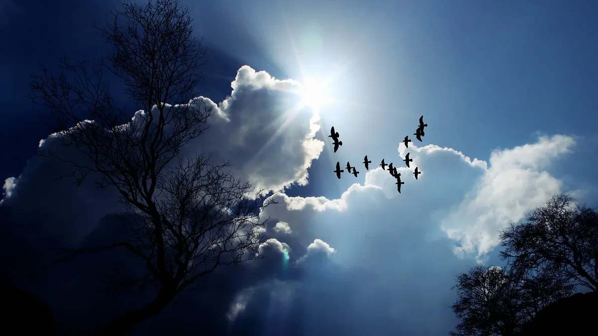 A global report reveals 11% of migratory birds are threatened with extinction, with 45% in decline, but highlights...