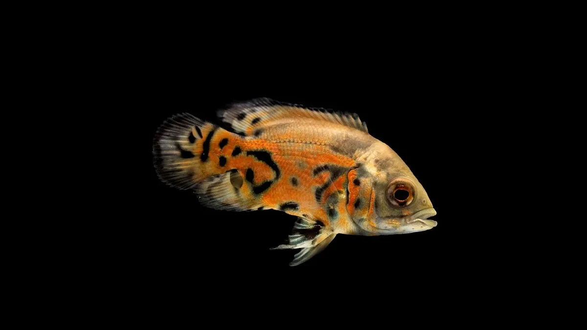 A new, vividly colored killifish species found in Amazonian streams is already recommended for an Endangered listing due...