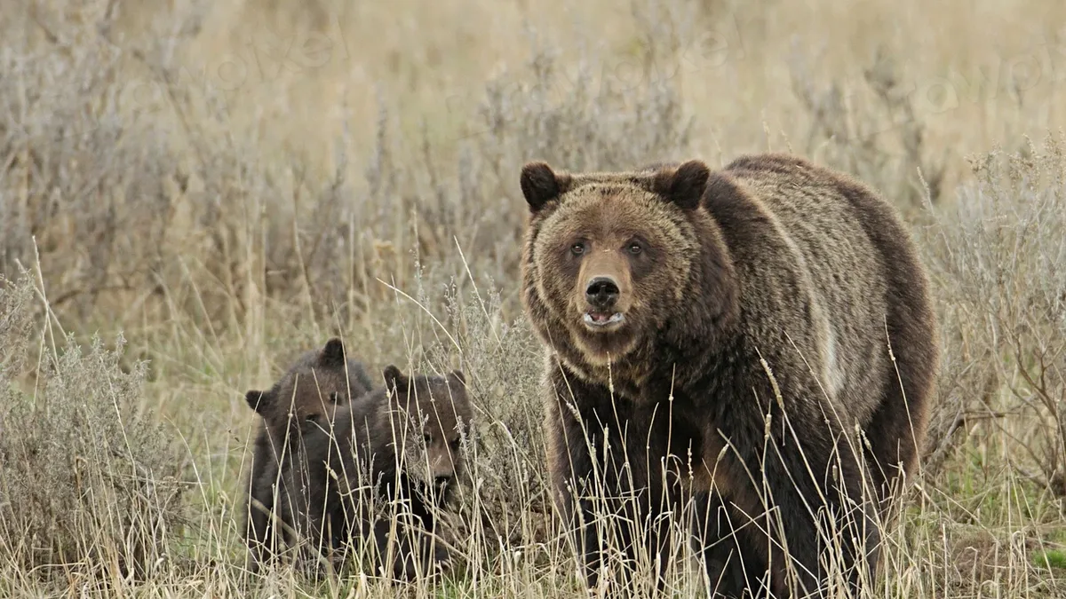 A study of orphaned grizzly bear cubs rehabilitated in British Columbia found 10 of 12 monitored bears died within a year...