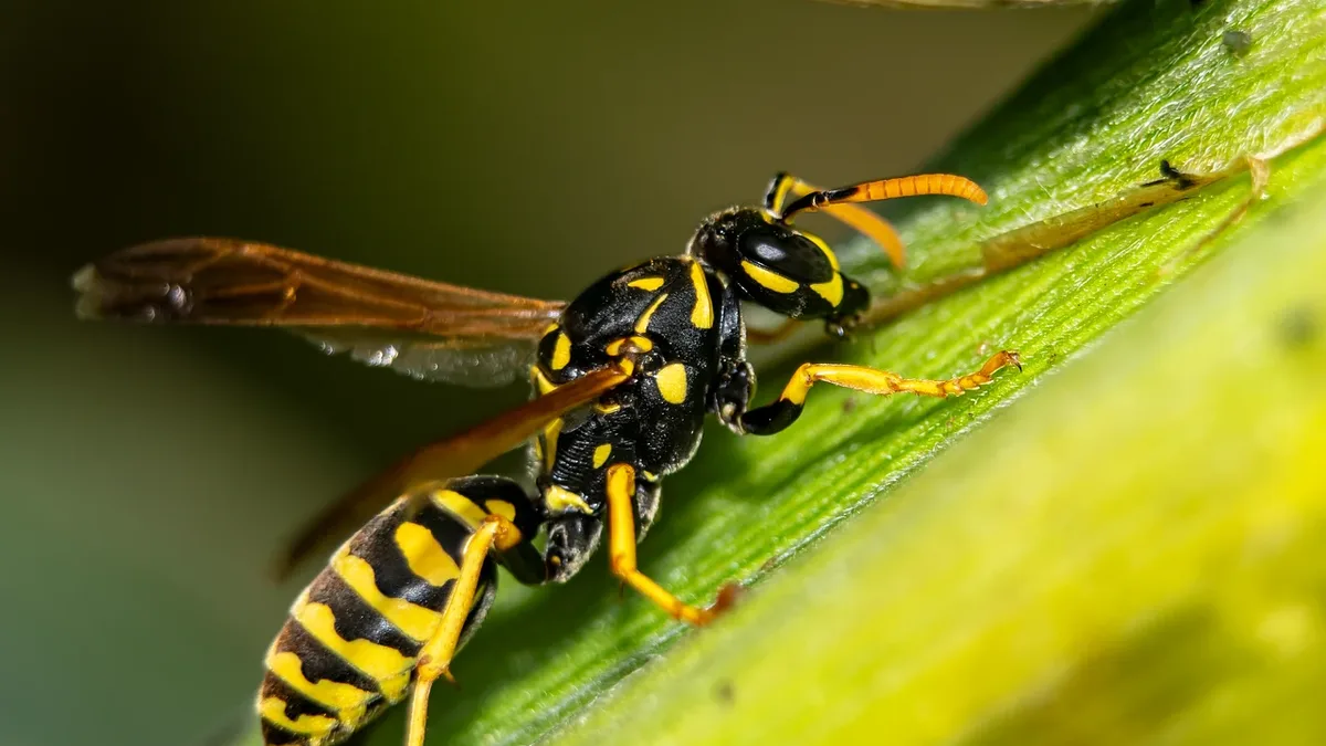 A predatory wasp is exploiting the hollow stems of Macaranga pearsonii trees in Borneo, a structure evolved for...