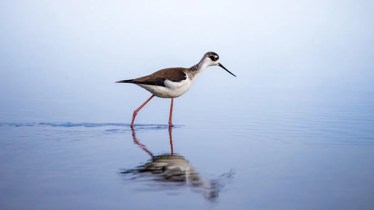 A University of British Columbia review finds rising seas could squeeze coastal wetlands, threatening 29 shorebird species