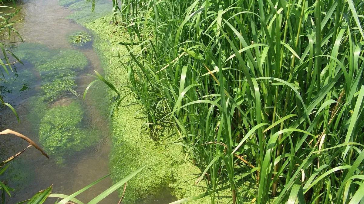 A rewilding team is planting test seagrass meadows on Germany's Baltic coast this summer, using a new method to restore...