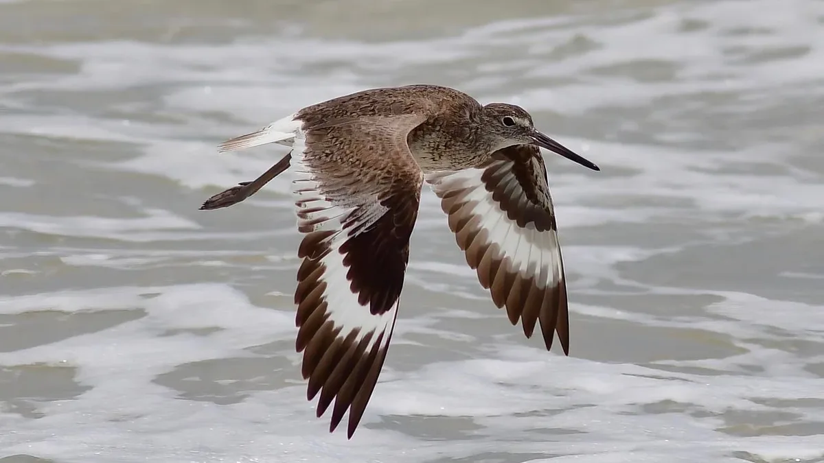 The British Trust for Ornithology has reviewed and recommended new statistical methods to improve seabird monitoring