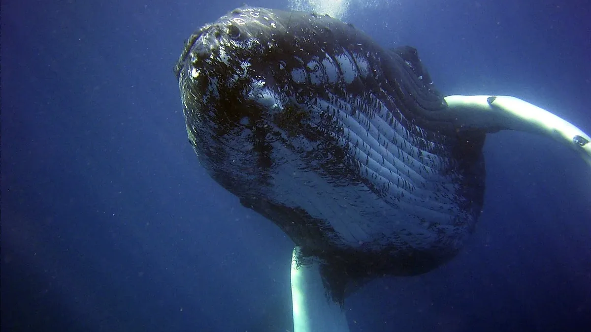 A new study projects that climate change will reduce suitable sperm whale habitat in the southwest Indian Ocean by 20% to...
