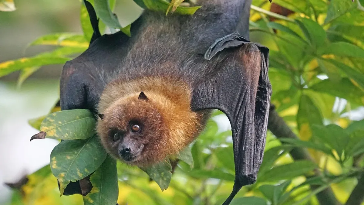 A decade of wildlife rescue data shows native possums, bats, and wombats are increasingly using houses as substitute...