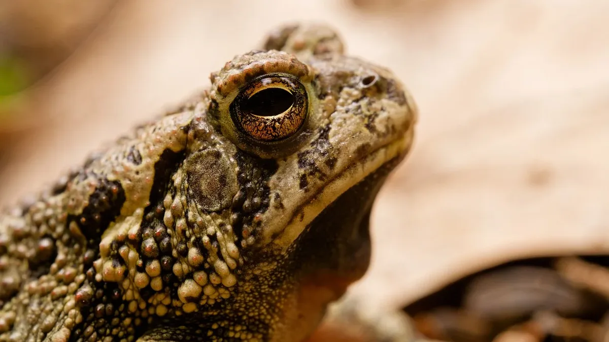 The Surinam toad uses 128 miniature sensory lobes on its fingertips to detect prey through water vibrations, enabling it...