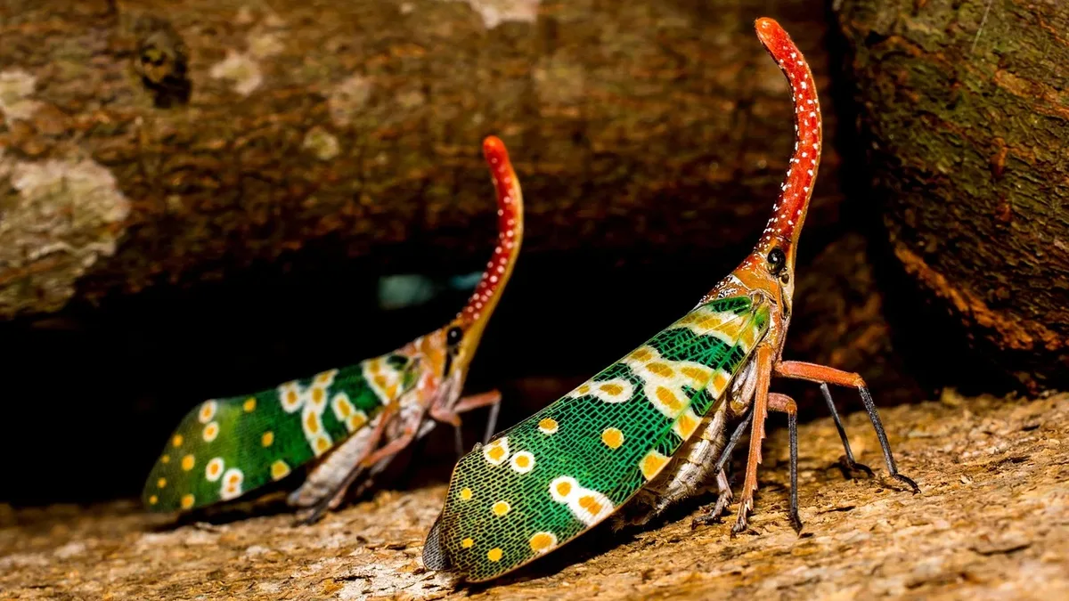 Researchers from the University of Sydney have identified two new large stick insect species, Anchiale robusta and...