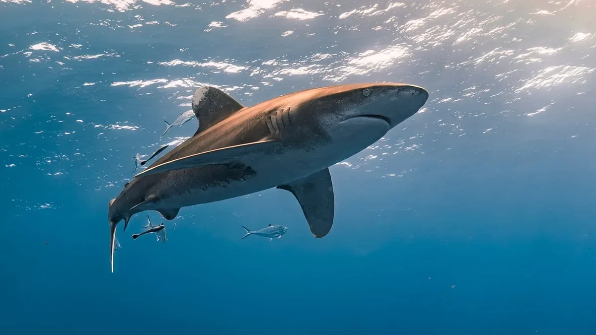 A three-year, £1m project led by the University of Exeter will study porbeagle, tope, and blue sharks using angler...