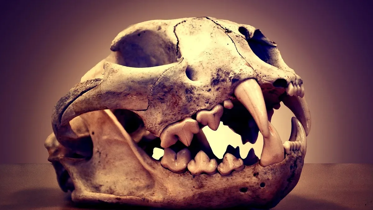 Scientists are using CT scans of rare dodo skulls to uncover the bird's sensory abilities and lifestyle, revealing a more...