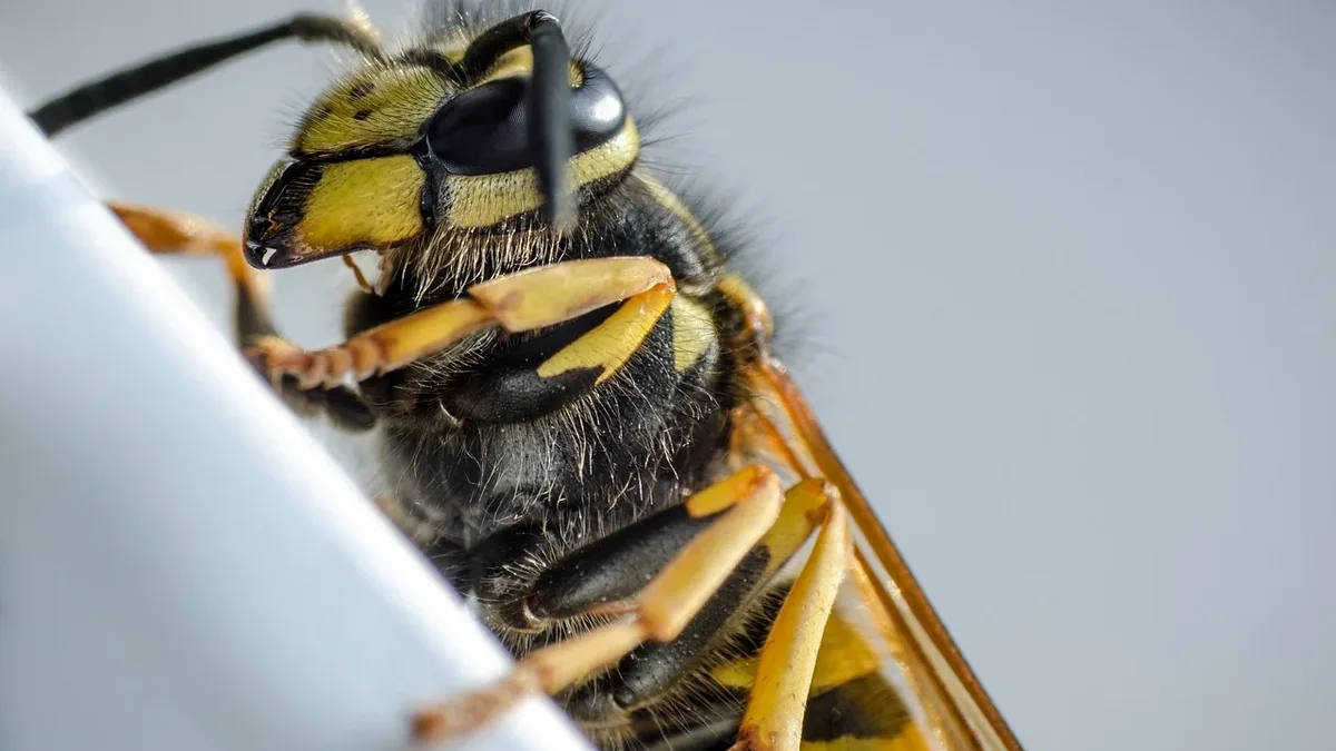 Social wasps have become unusually scarce in Britain during the summer of 2026, with scientists linking their...