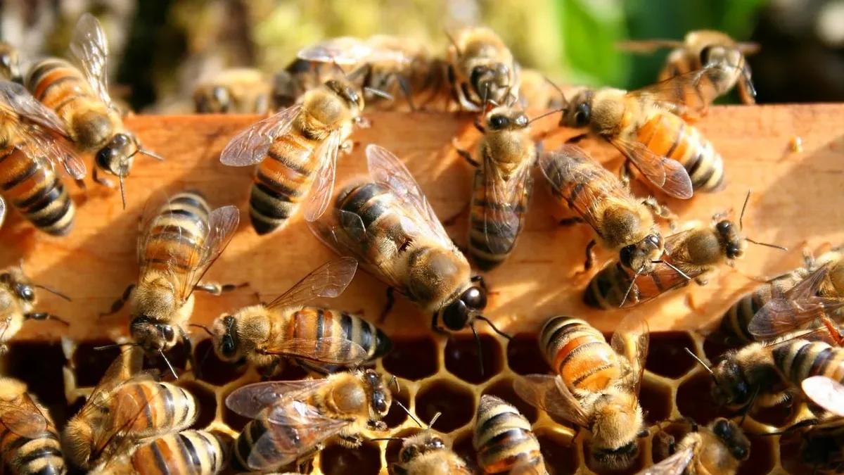 The International Union for Conservation of Nature has classified wild populations of the Western honeybee as...