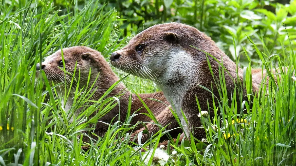 An observer on the Isle of Mull describes a dramatic fight between two otters, marked by their distinctive, high-pitched...