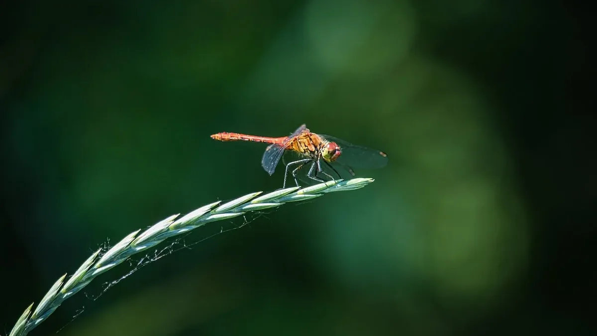 Wildfires have burned over 23,000 hectares of land in the UK, affecting rare heathland habitats and the species that depend...