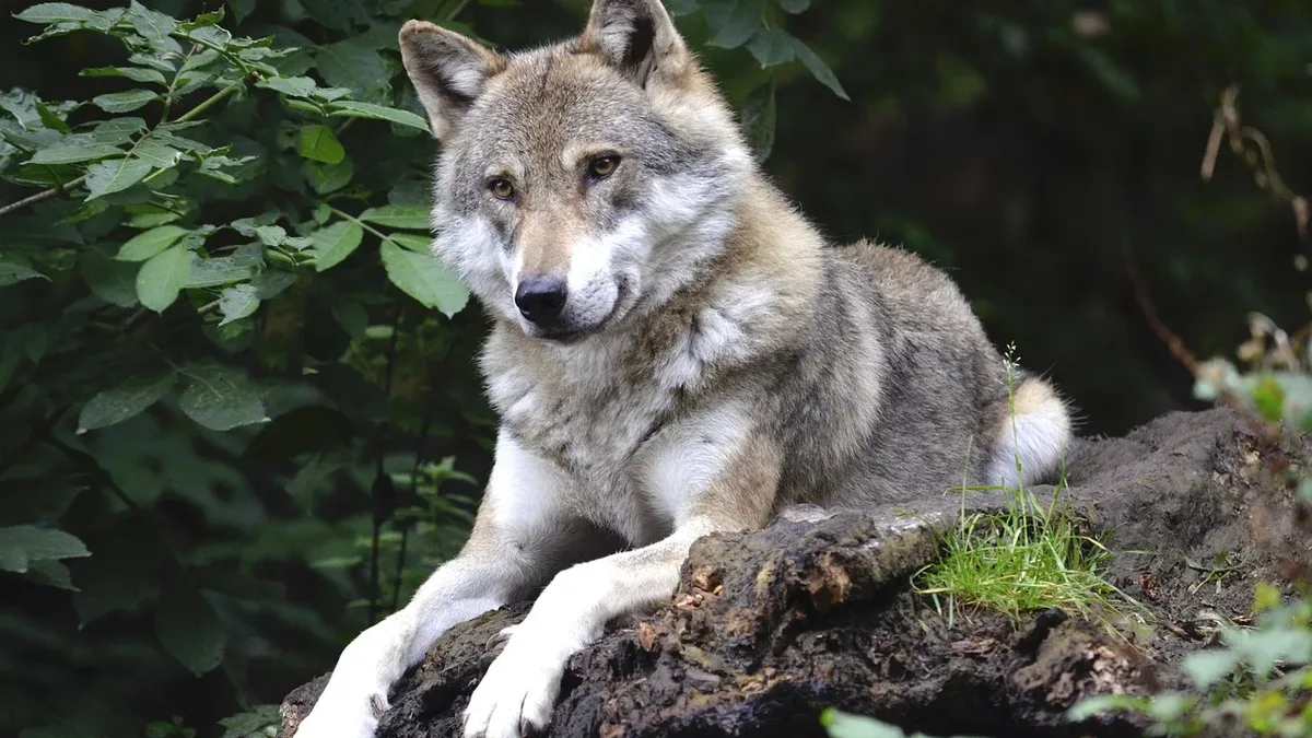 Many European wildlife species, from beavers to wolves, are increasingly returning to and adapting to live in...