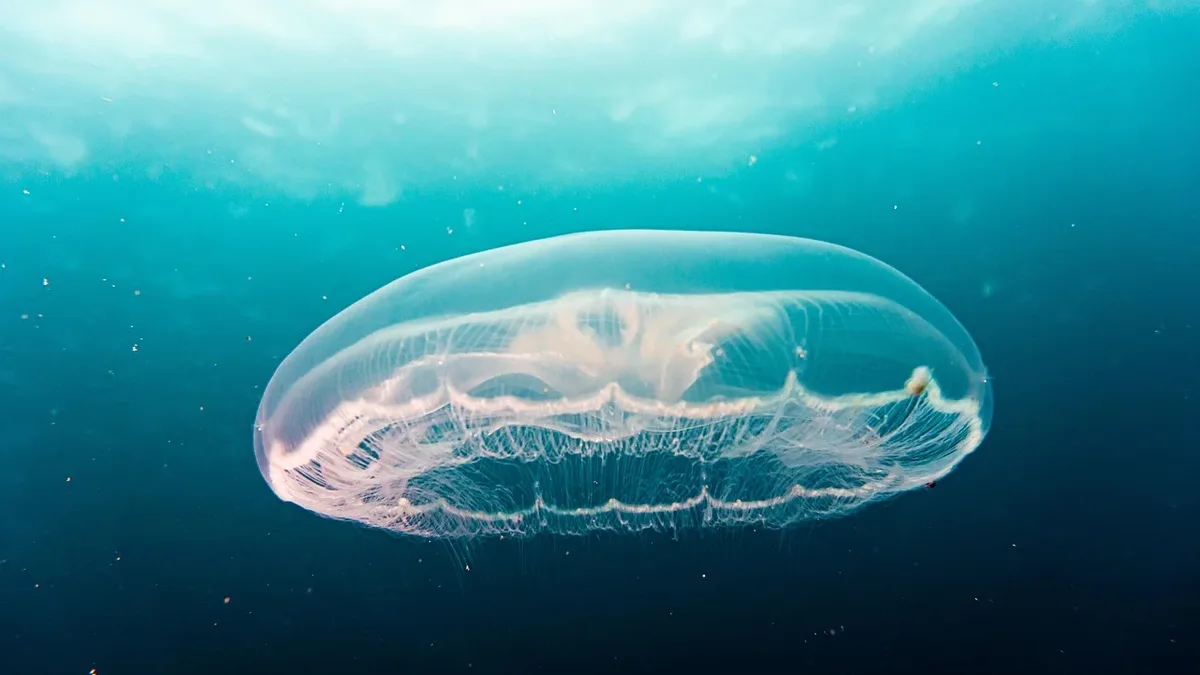 A single Velella velella, a pelagic hydrozoan known as a by-the-wind sailor, was discovered beached on an estuarine shore