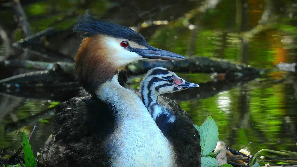 A restored Cheshire wetland now supports 64% of Britain's breeding population of the rare black-necked grebe, with 35...