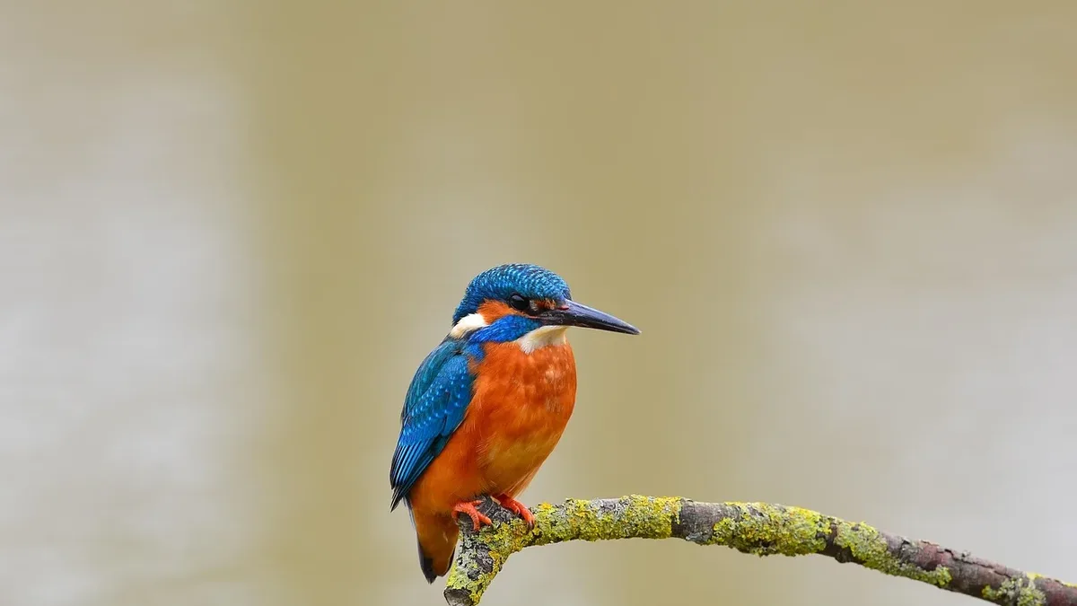 Recording Monitoring: Join BTO Youth and RSPB's Youth Council for a free, youth-led event at RSPB Newport Wetlands