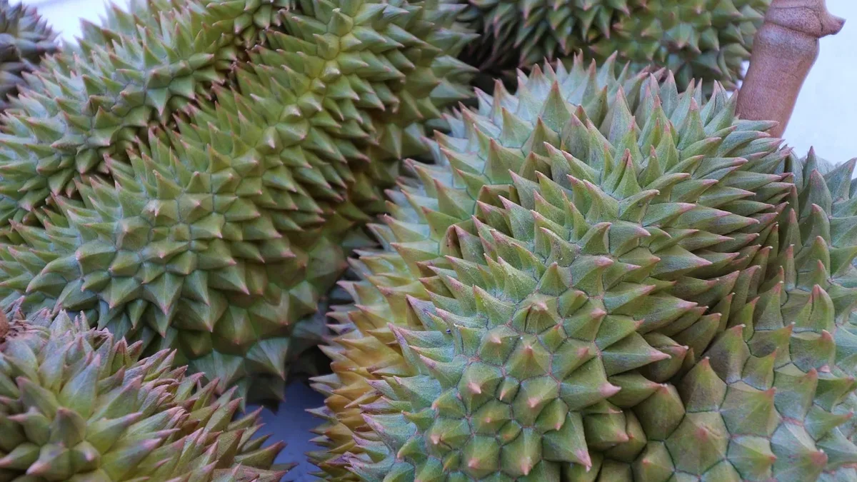 Vietnamese coffee farmers are switching to durian cultivation to capitalize on massive Chinese demand, with exports...