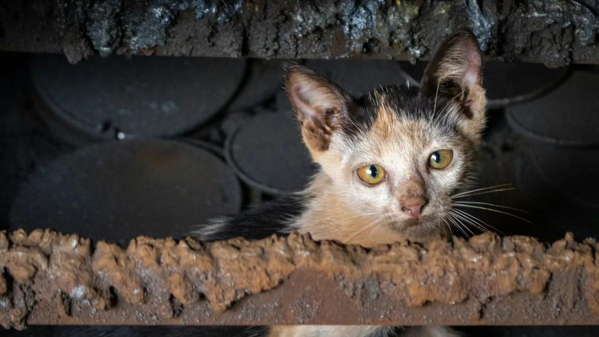 Kaspersky researchers discovered the Mirage Kitten APT group using new Node.js and JavaScript-based malware, NodeRabbit...